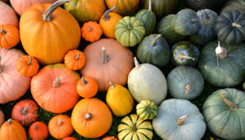 Citrouilles, courges et autres délices d’automne