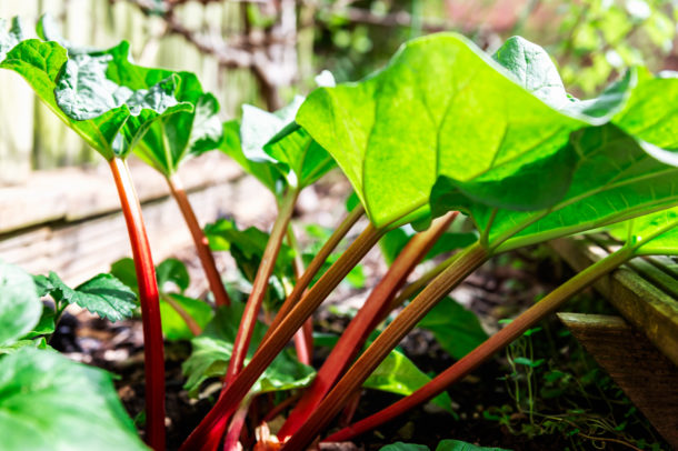 a patch of rhubarb growing in a garden